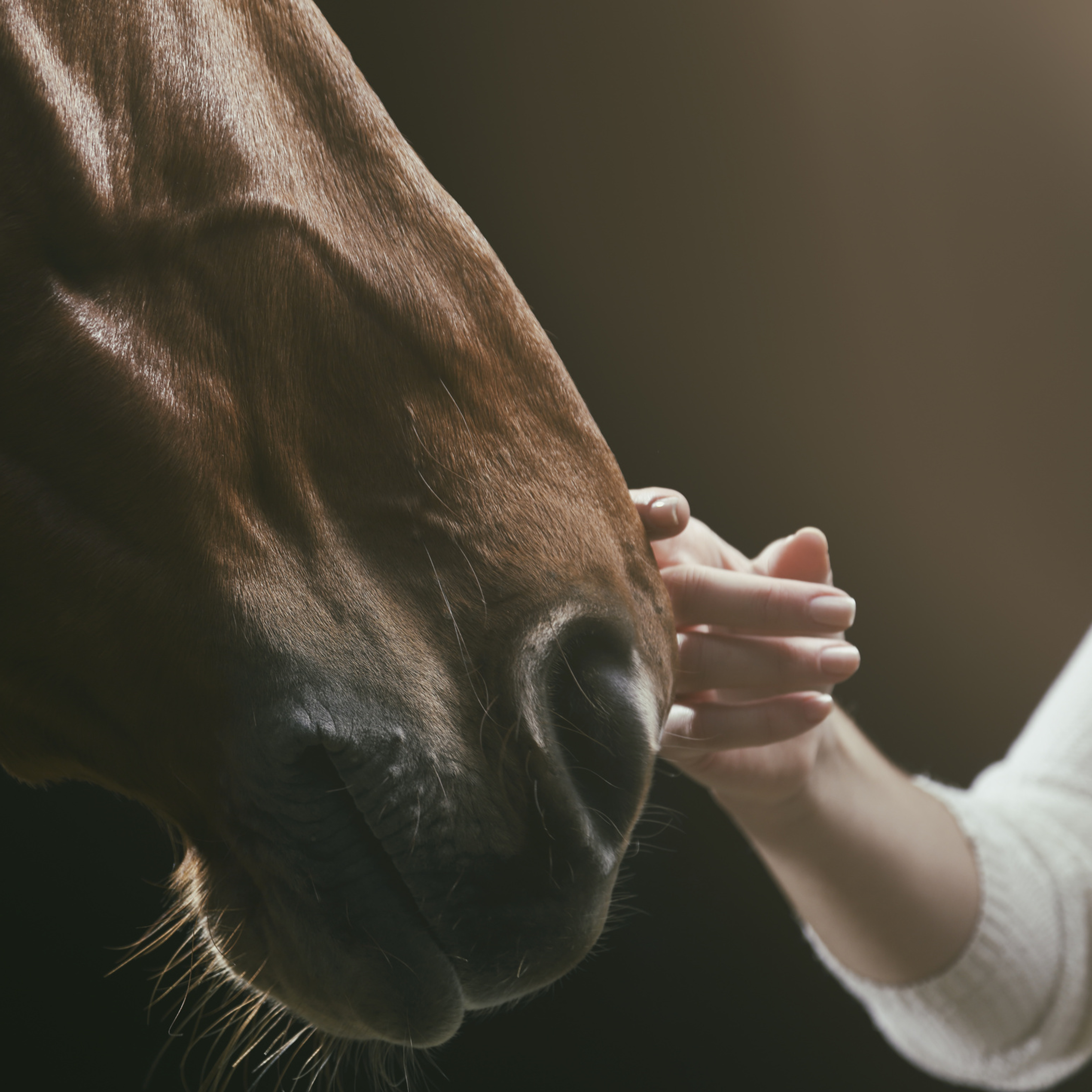 A quiet moment with a horse